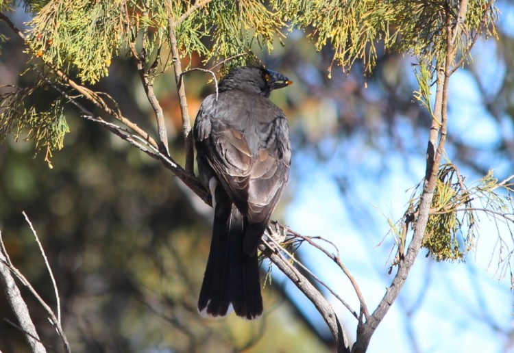 Pied Currawong eating Cherry Ballart fruit, You Yangs Janine Duffy