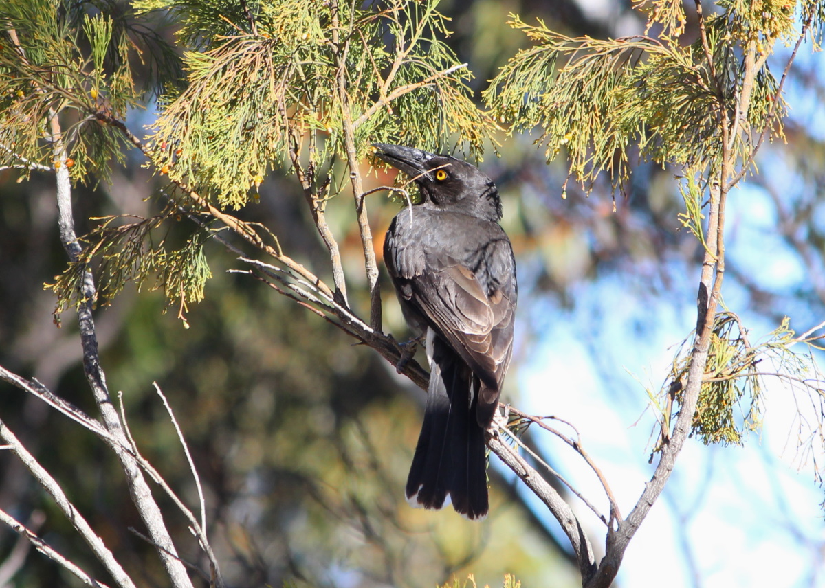 Pied Currawong ashbyi You Yangs Janine Duffy