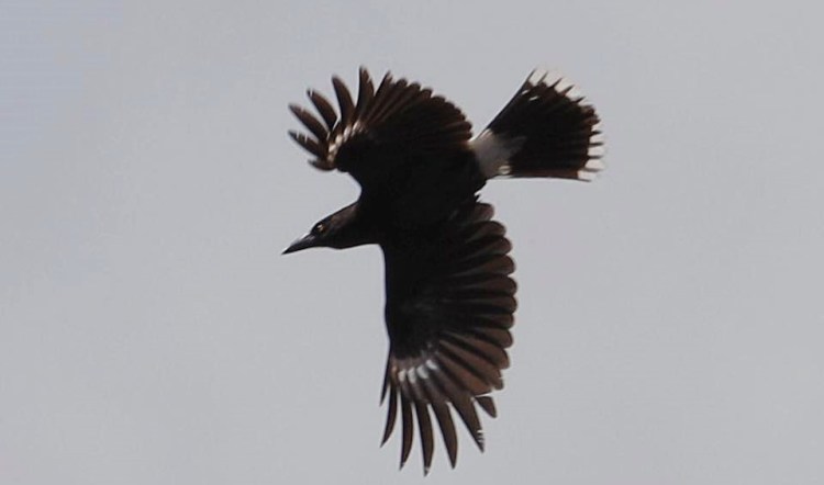 Pied Currawong in flight You Yangs Jannette & Peter Manins