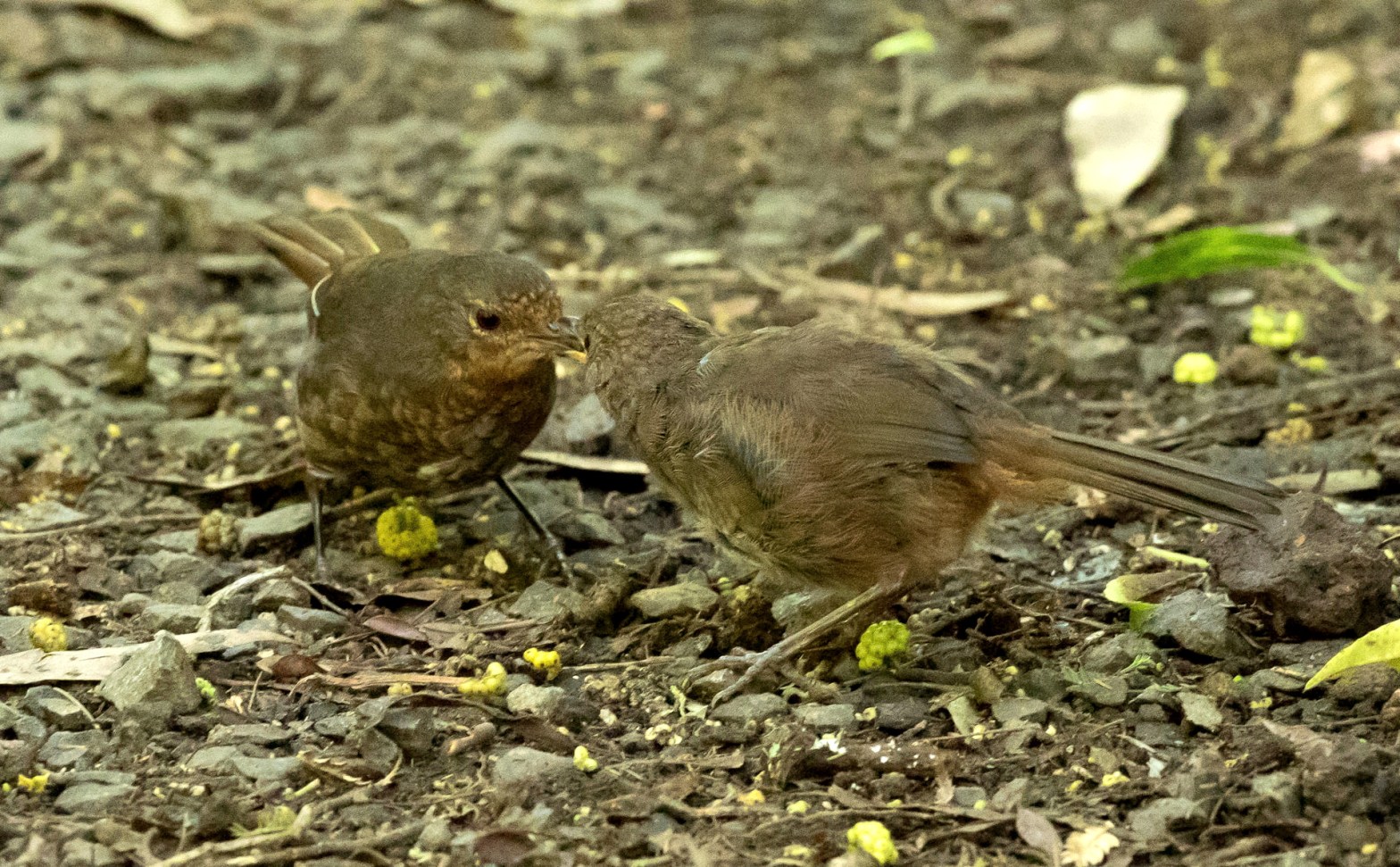Pilotbird adult & juvenile, Tarra-Bulga NP VIC Sonja Ross