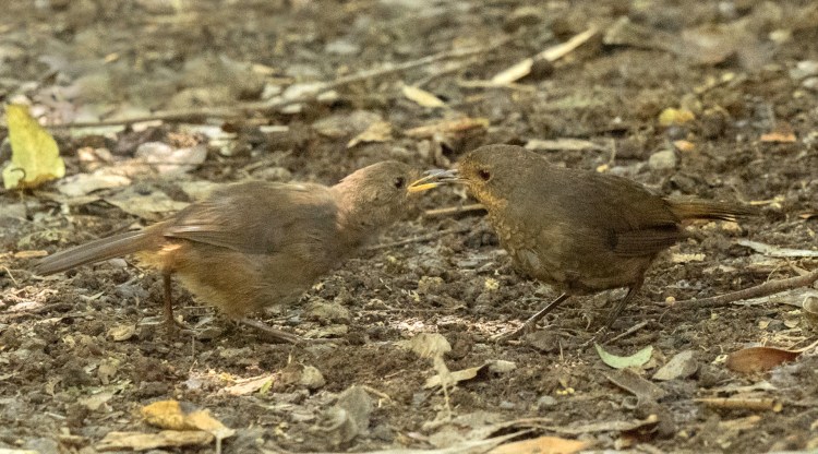 Pilotbird adult & juvenile, Tarra-Bulga NP VIC Sonja Ross