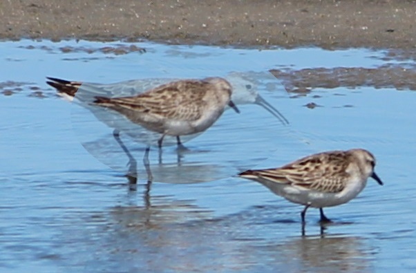 Red-necked Stint Curlew Sandpiper compare body size