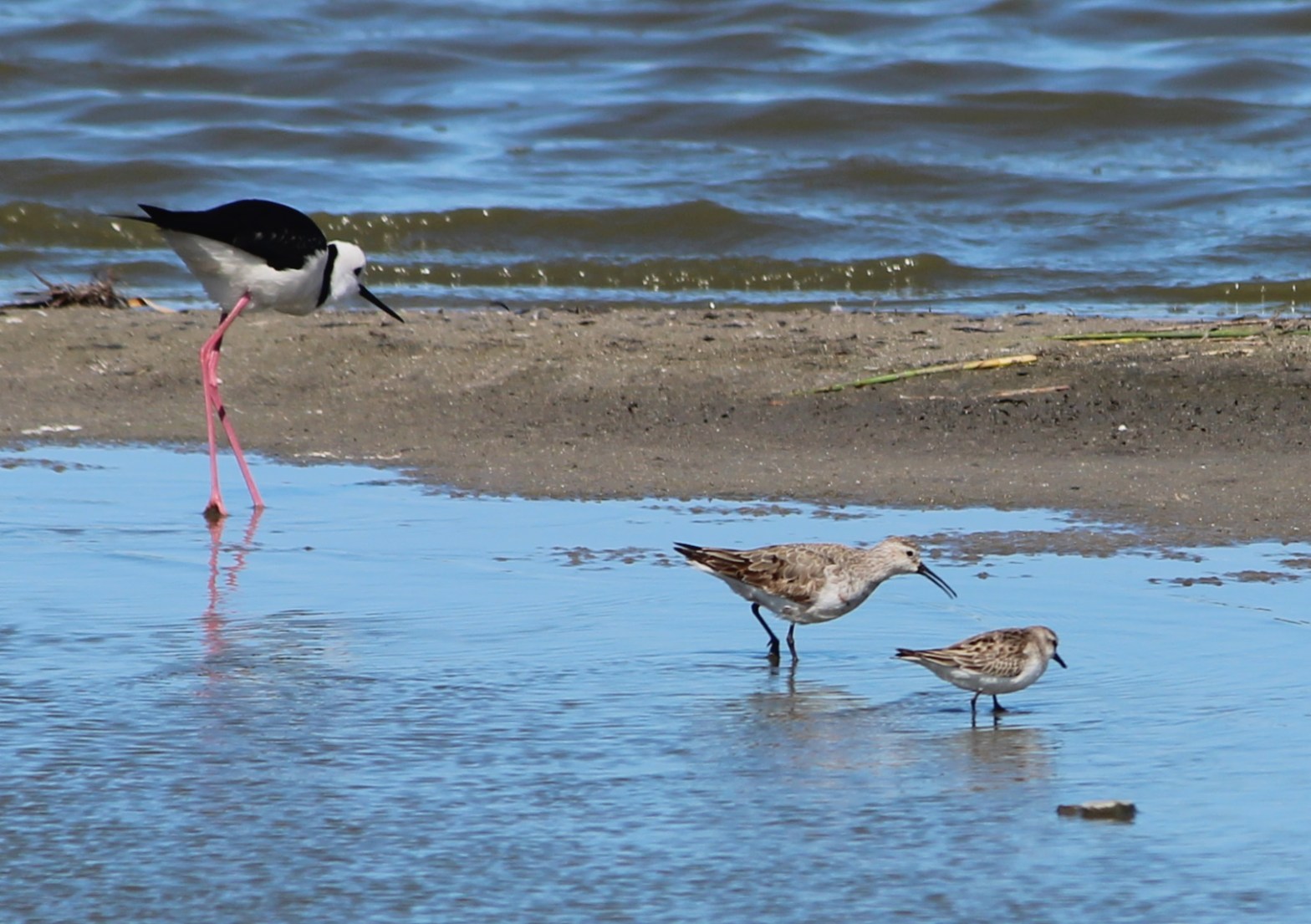 Curlew Sandpiper Red-necked Stint Pied Stilt Western Treatment Plant Janine Duffy
