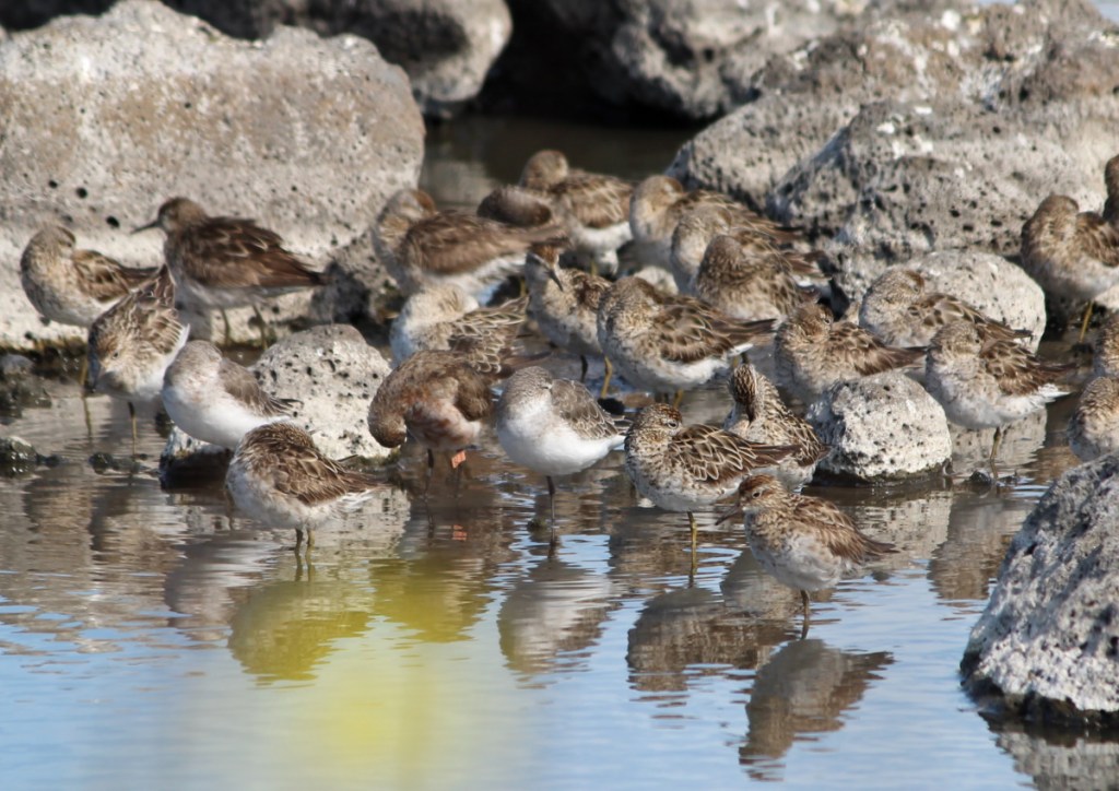 orange flagged Sharp-tailed Sandpiper with Curlew Sandpipers, WTP VIC Janine Duffy
