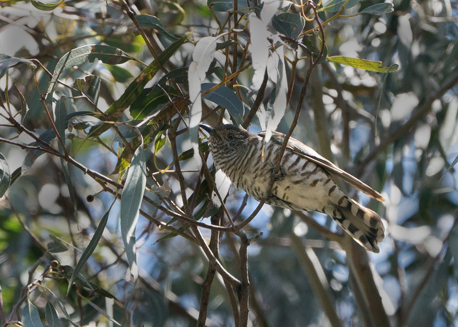 Shining Bronze-Cuckoo Banyule Flats VIC Sonja Ross