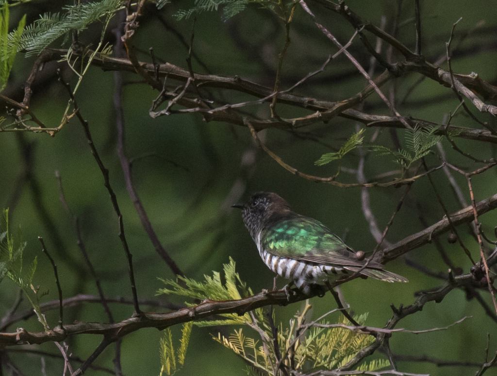 Shining Bronze-Cuckoo VIC Sonja Ross