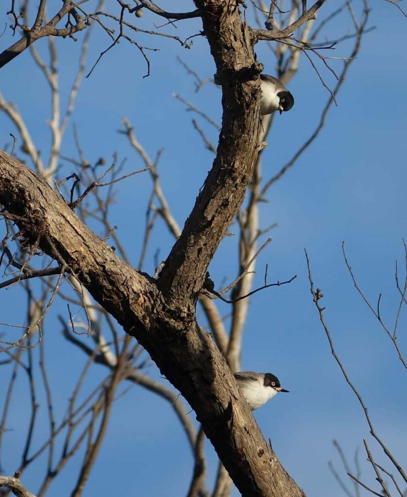 Varied Sittella Daphoenositta chrysoptera pileata Scotts Creek SA  Rosemary Goland 