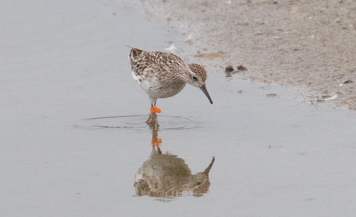 Sharp-tailed Sandpiper Western Treatment Plant VIC non-breeding plumage Karen Dick