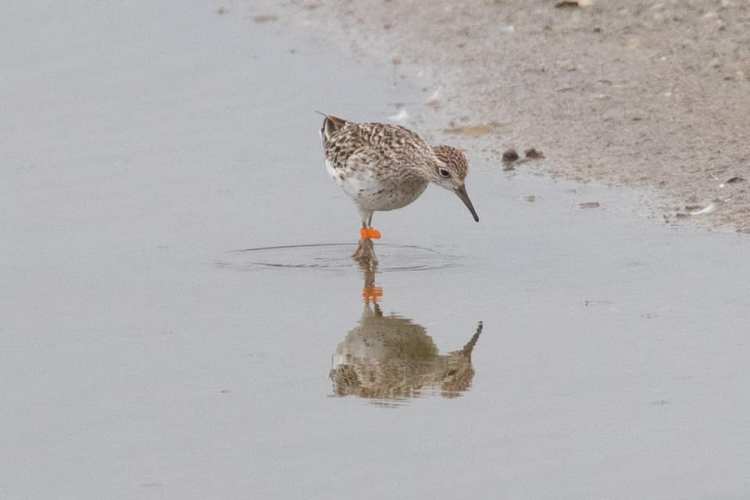 Sharp-tailed Sandpiper Western Treatment Plant VIC non-breeding plumage Karen Dick