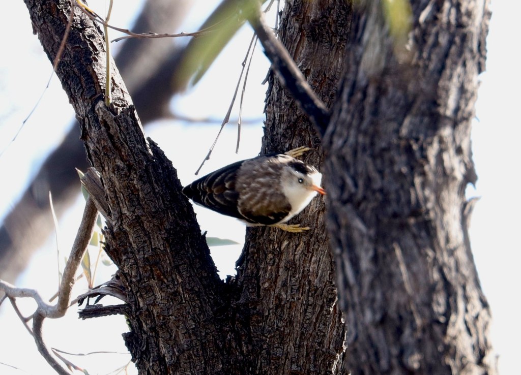 Male Varied Sittella leucoptera Bladensburg QLD Jannette Peter Manins