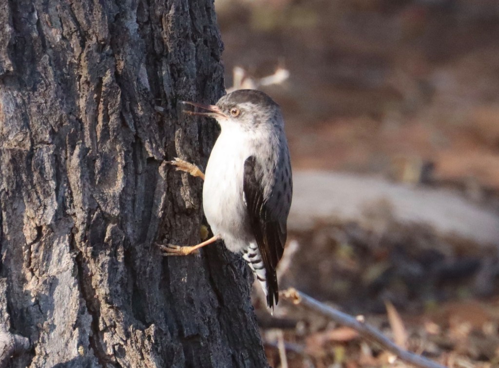 Male Varied Sittella ssp chrysoptera Bowra QLD Jannette & Peter Manins