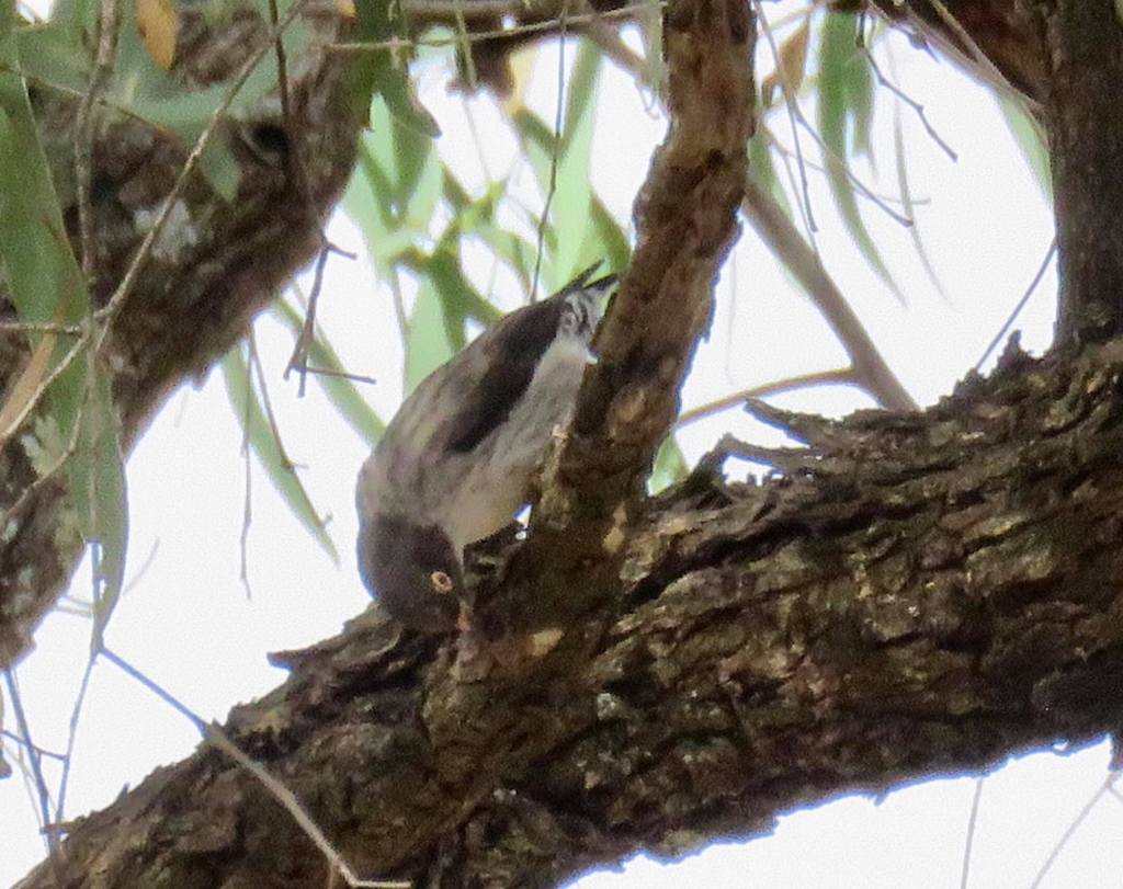 Female Varied Sittella chrysoptera X pileata Gunbower Island VIC Jannette & Peter Manins