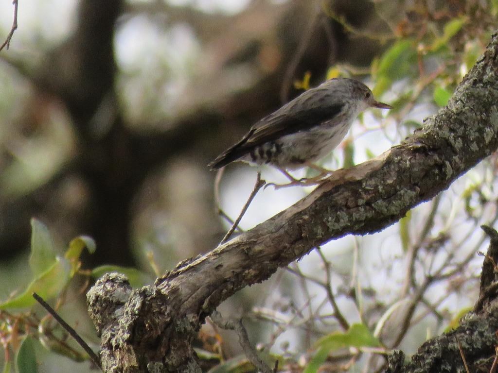 Varied Sittella chrysoptera Murray River  VIC Jannette Peter Manins
