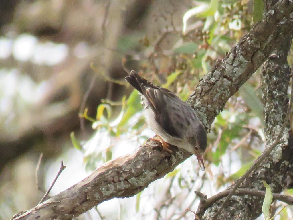 Male Varied Sittella ssp chrysoptera Gunbower Island VIC Jannette & Peter Manins