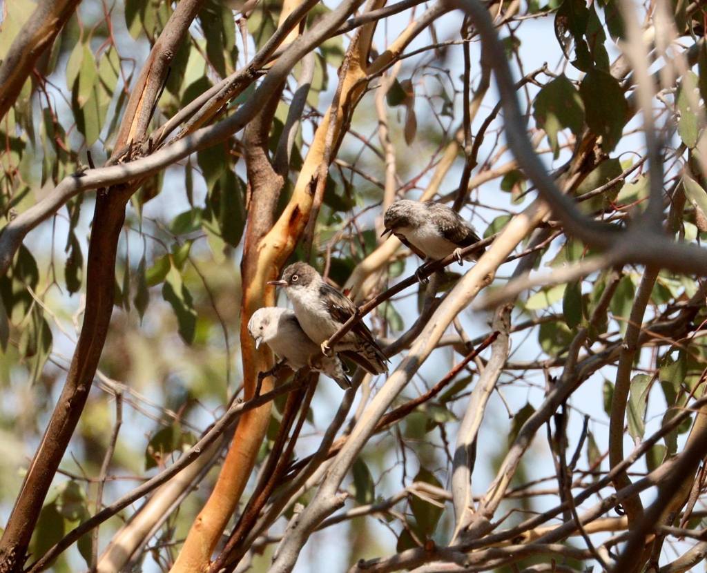 Varied Sittella chrysoptera X pileata Kamarooka VIC by Jannette & Peter Manins