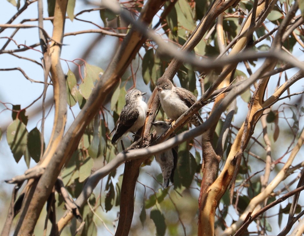 Varied Sittella chrysoptera X pileata Kamarooka VIC Jannette & Peter Manins