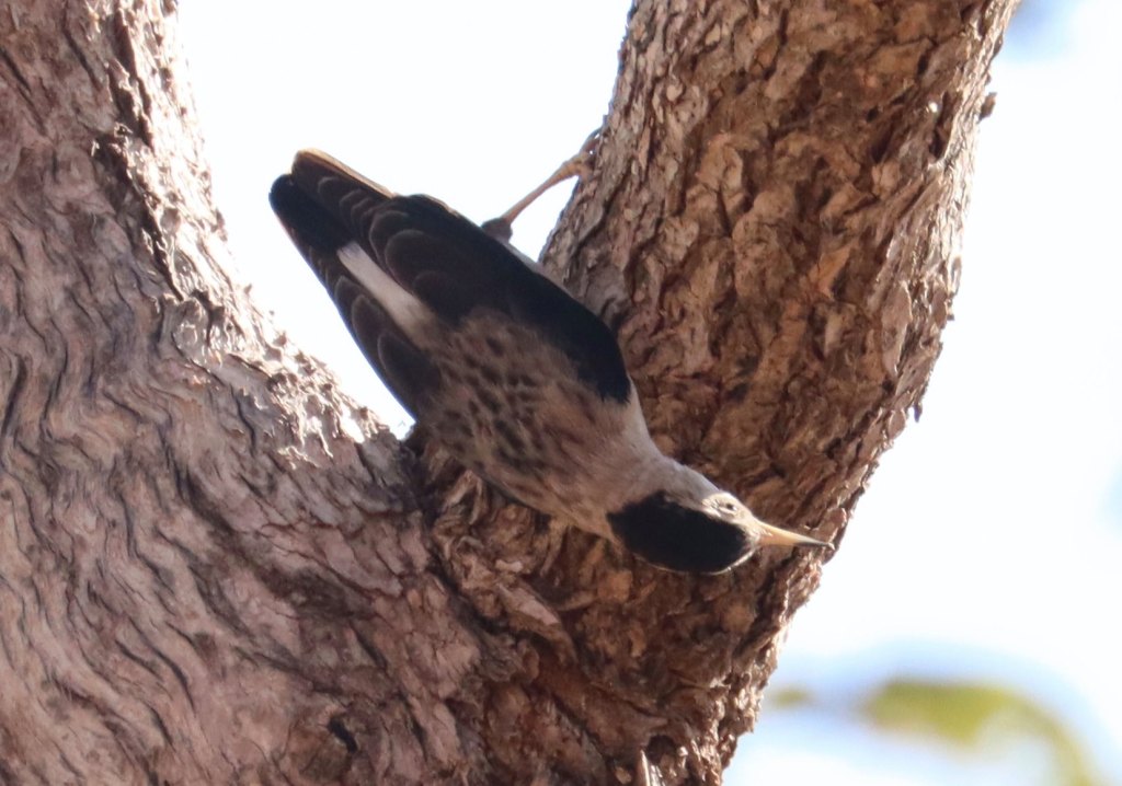 Male Varied Sittella leucoptera Kimberley WA Jannette  Peter Manins