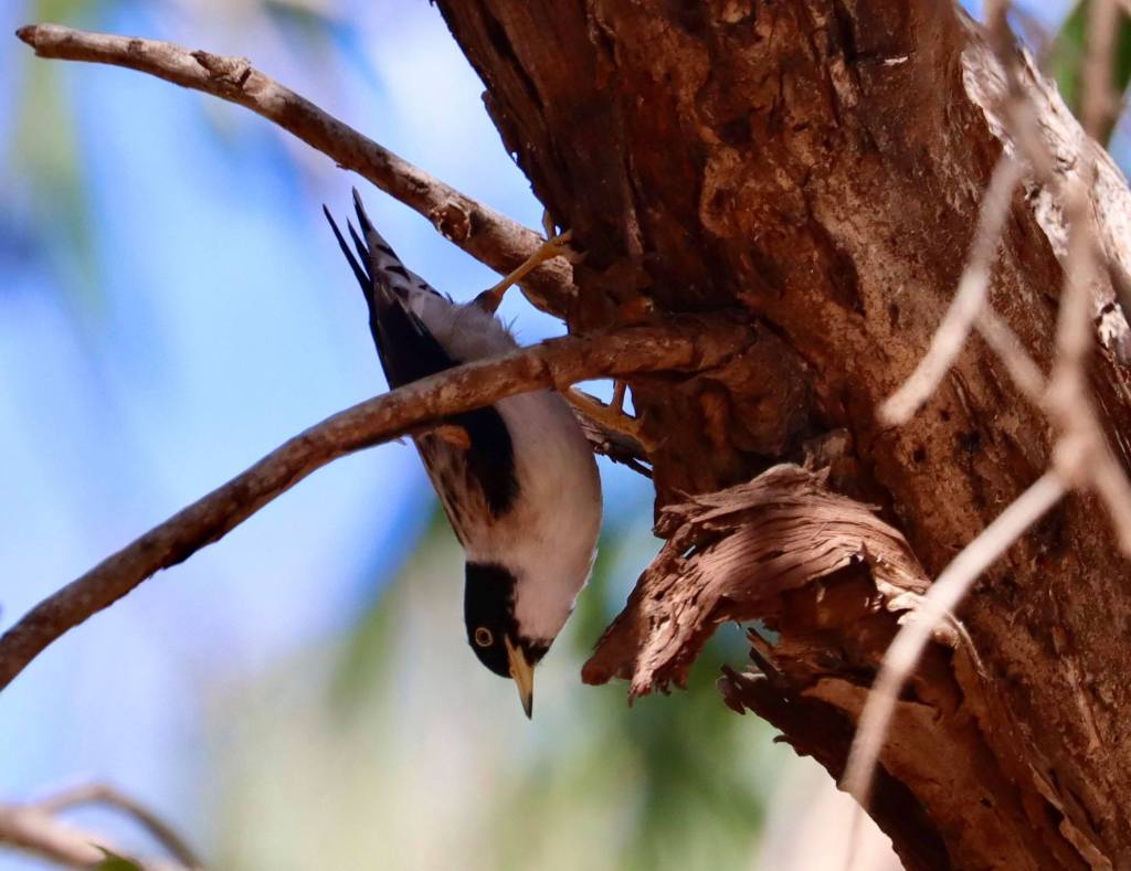 Female Varied Sittella leucoptera Timber Creek NT Jannette Peter Manins