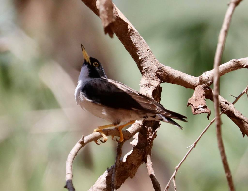 Female White-winged Sittella Timber Creek NT Jannette & Peter Manins