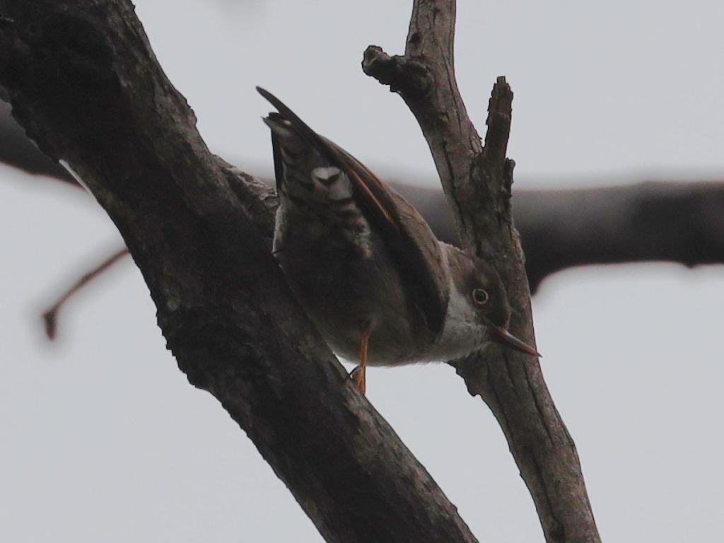 Varied Sittella ssp chrysoptera? You Yangs VIC by Jannette & Peter Manins