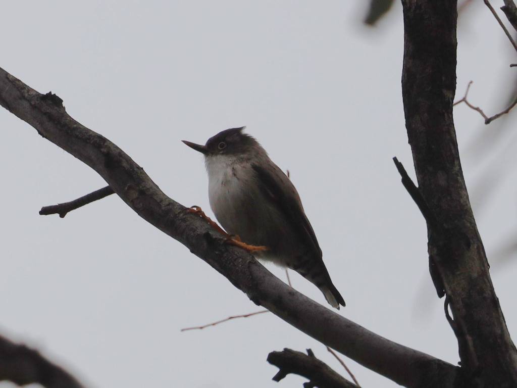 Female Varied Sittella chrysoptera X pileata You Yangs VIC Jannette & Peter Manins