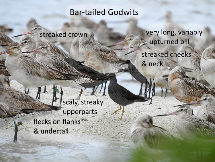 Bar-tailed Godwits highlighted, Toorbul Roost Queensland