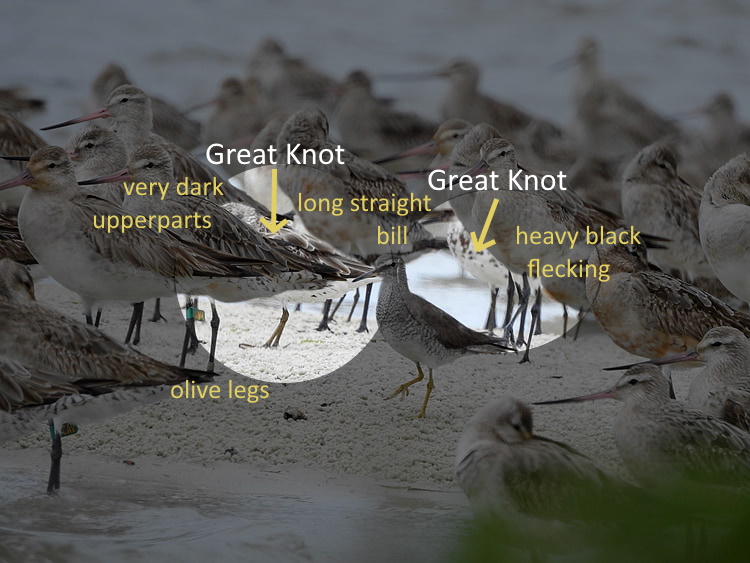 Great Knots identifying features highlighted, Marie Tarrant