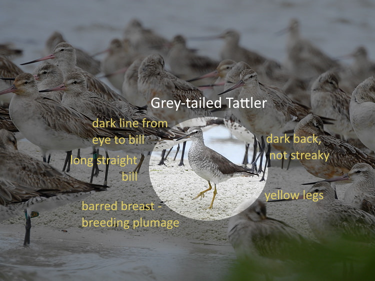 Grey-tailed Tattler identification points highlighted, Toorbul Roost QLD Marie Tarrant