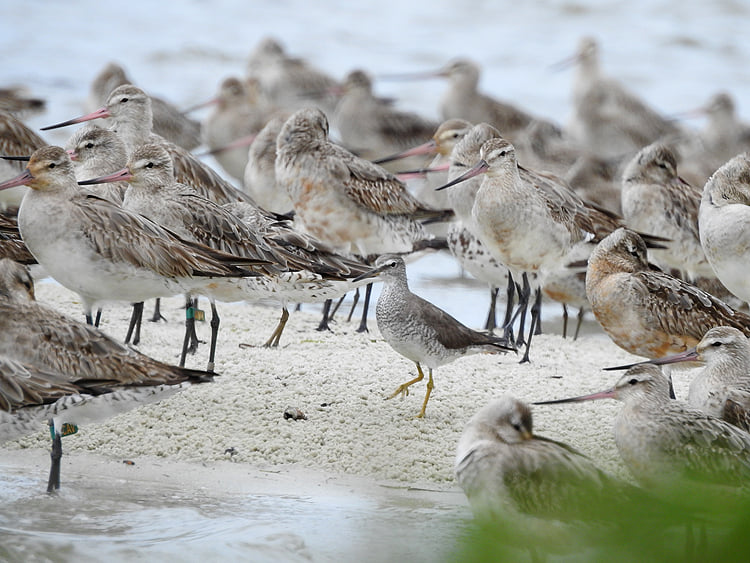 Grey-tailed Tattler Toorbul Roost Queensland Marie Tarrant