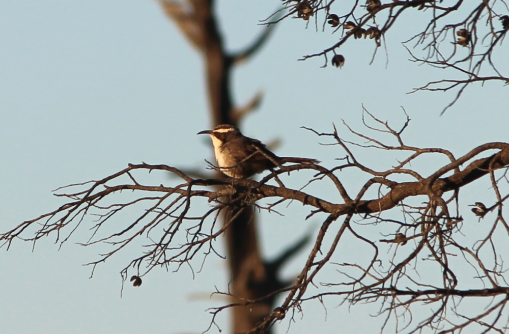 White-browed Babbler, Mungo NP NSW Janine Duffy