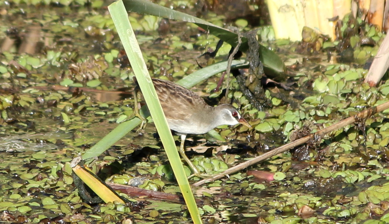 White-browed Crake Palmerston NT Janine Duffy
