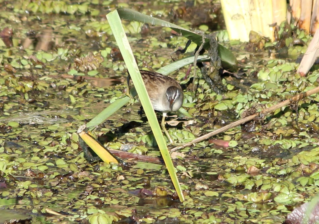 White-browed Crake amongst reeds Northern Territory Janine Duffy