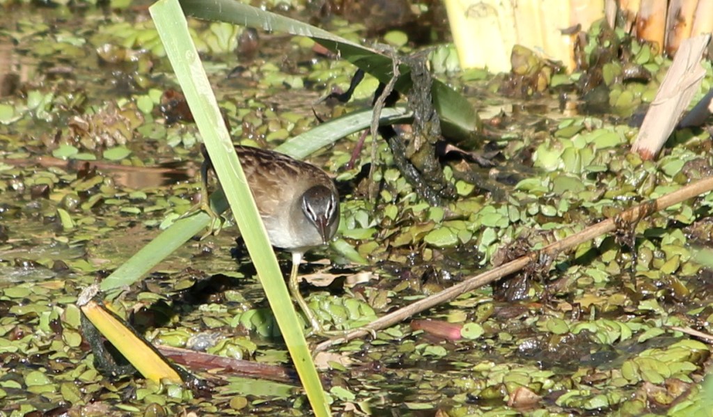 White-browed Crake Palmerston NT Janine Duffy