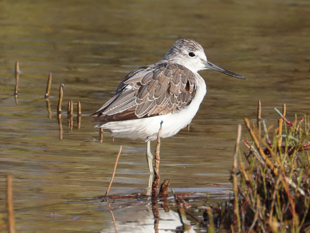 Common Greenshank Peron Peninsula WA Jannette Peter Manins
