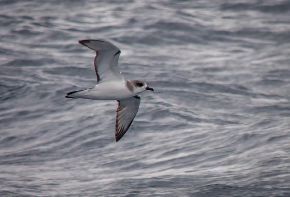 Juan-Fernandez Petrel, Eaglehawk Neck TAS Ashley Thompson
