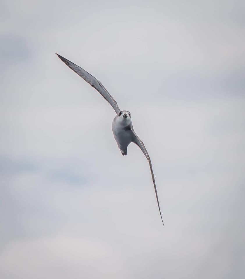 Juan-Fernandez Petrel, TAS Ashley Thompson
