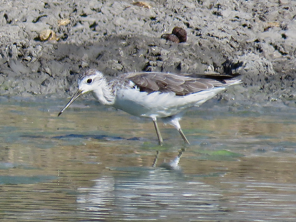 Marsh Sandpiper, Karumba QLD Jannette & Peter Manins
