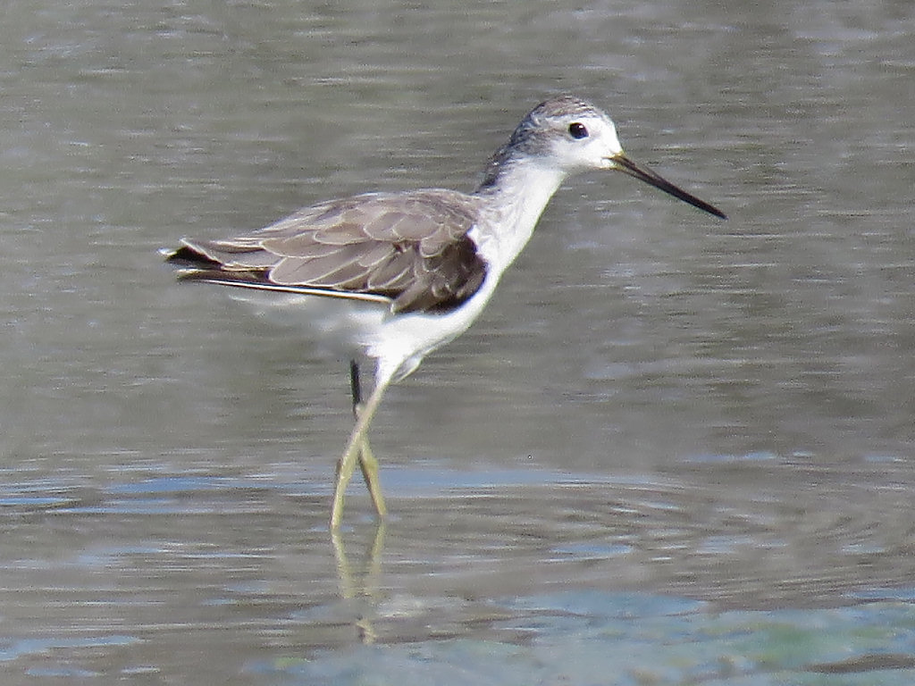 Marsh Sandpiper, Karumba QLD Jannette & Peter Manins