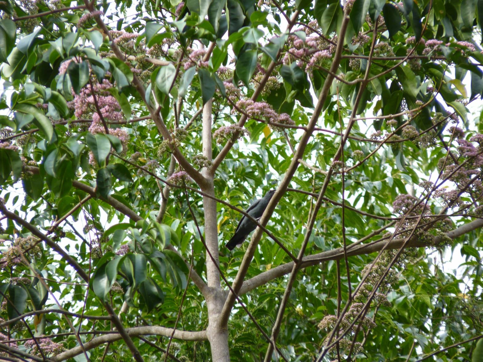 Cicadabird Coracina tenuirostris by Pamela Keil