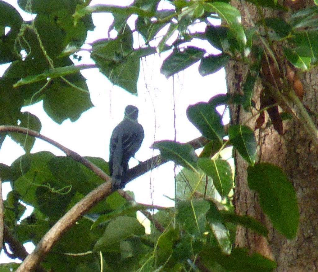 Cicadabird Coracina tenuirostris by Pamela Keil