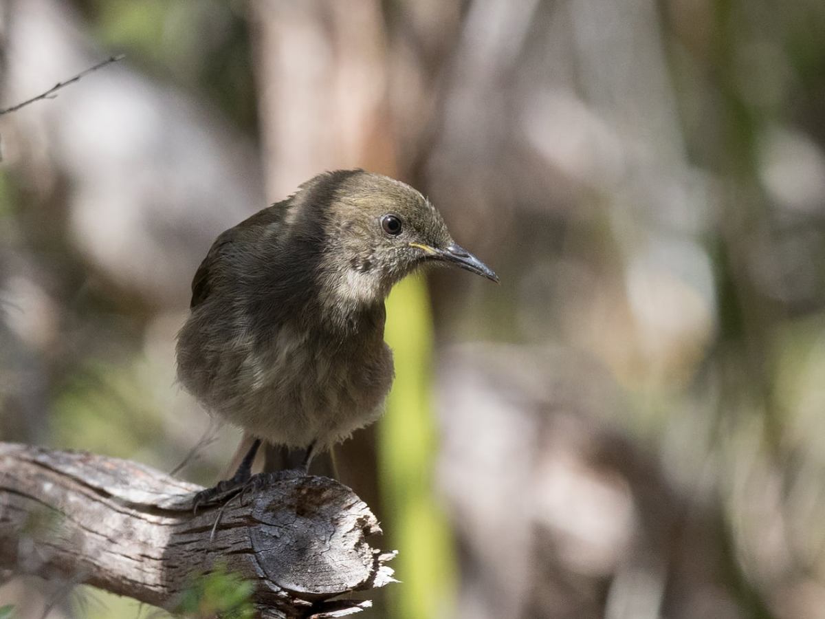 Crescent Honeyeater Identification&nbsp;Challenge