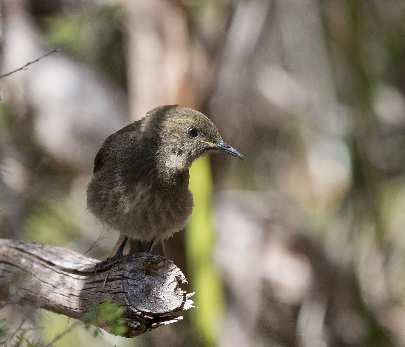 Crescent Honeyeater juvenile by Sonja Ross
