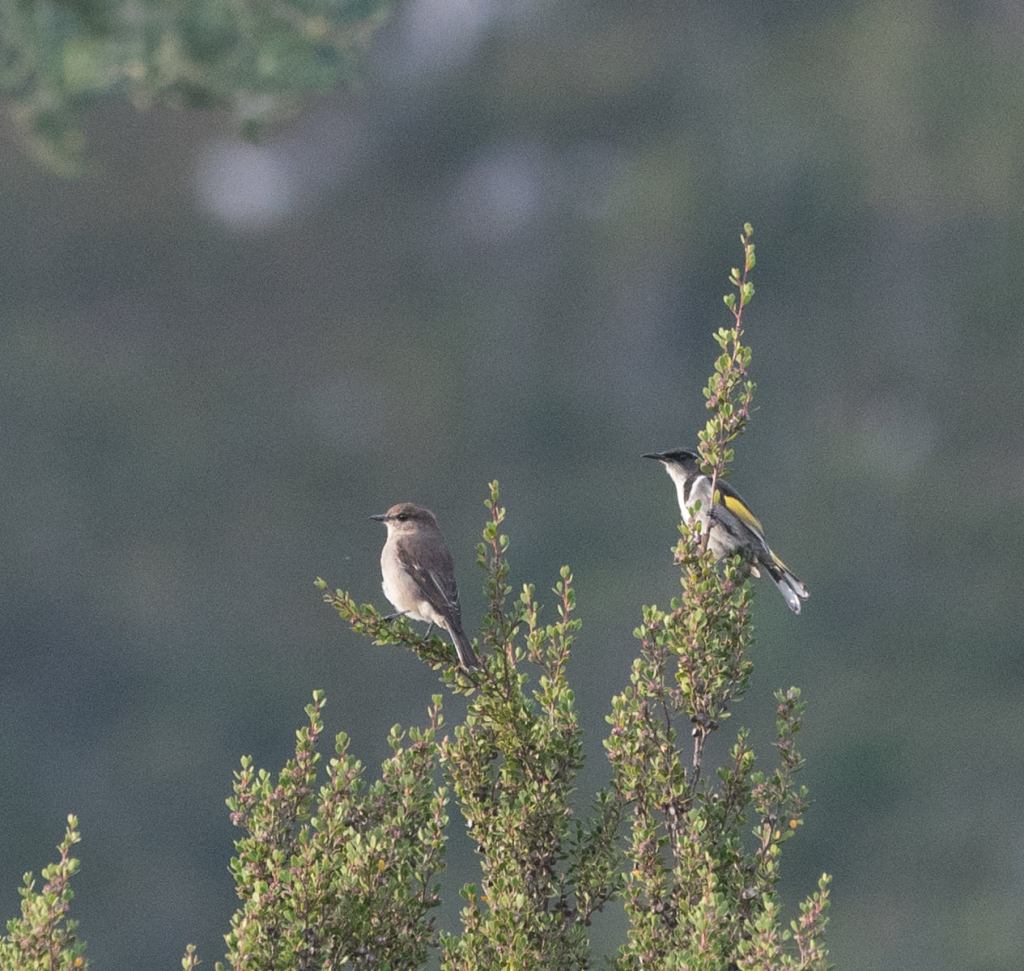 Crescent Honeyeater with Dusky Robin, tas Sonja Ross