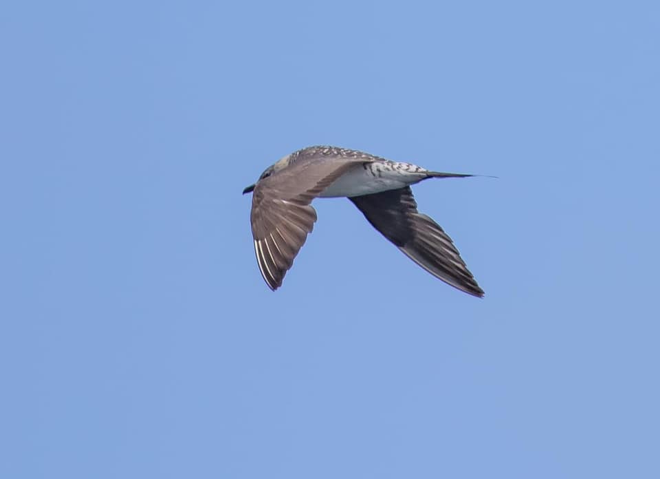 Long-tailed Jaeger by Paul Brooks TAS